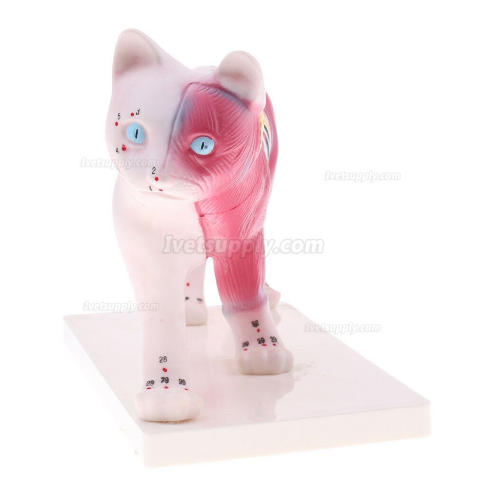 Cat Acupuncture Model Anatomical Medical Model School Teaching Student